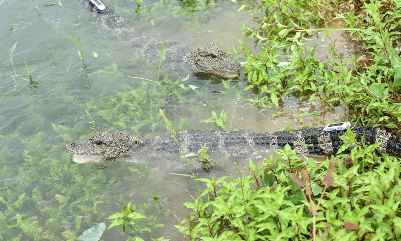 Photo taken on May 13, 2021 shows a Yangtze alligator at a release point of the Anhui Chinese alligator national nature reserve in Jingxian County, east China's Anhui Province. The nature reserve on Thursday released 51 artificially bred Yangtze alligators, also known as Chinese alligators, into the wild, with another 479 planned to be set free at different release points in the reserve.Photo:Xinhua