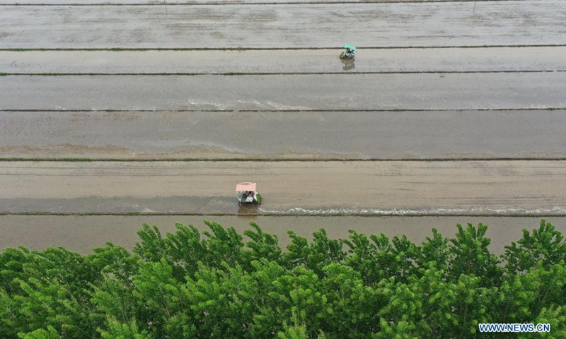 Aerial photo shows farmers planting rice seedlings in the field in Fanggezhuang Town of Luannan County in Tangshan, north China's Hebei Province, May 17, 2021.(Photo: Xinhua)