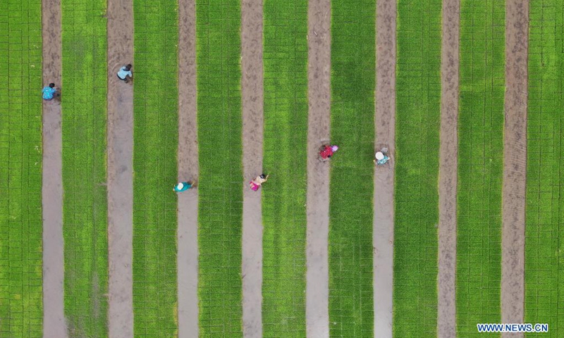 Aerial photo shows farmers planting rice seedlings in the field in Fanggezhuang Town of Luannan County in Tangshan, north China's Hebei Province, May 17, 2021. (Photo: Xinhua)