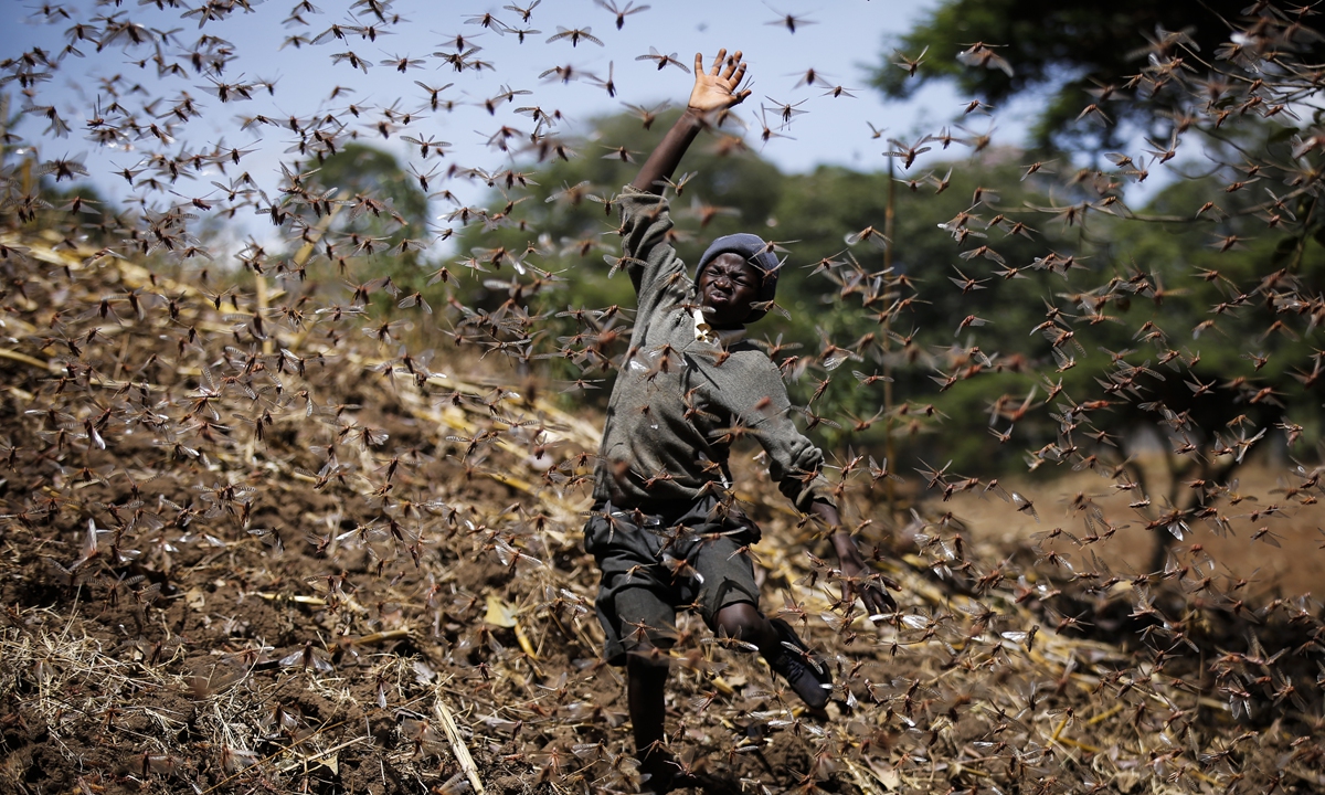 Stephen Mudoga, 12, the son of a farmer, chases away a swarm of locusts on his farm as he returns home from school, at Elburgon, in Nakuru county, Kenya, on March 17, 2021. Photo: VCG