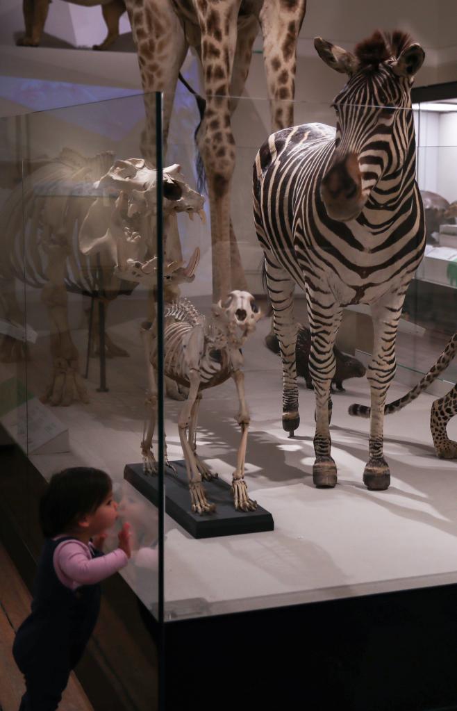 A kid visits the Australian Museum in Sydney, Australia on May 18, 2021. The Australian Museum is the oldest museum in Australia, with an international reputation in the fields of natural history and anthropology. It was first conceived and developed along the contemporary European model of an encyclopedic warehouse of cultural and natural history and features collections of vertebrate and invertebrate zoology.(Photo: Xinhua)