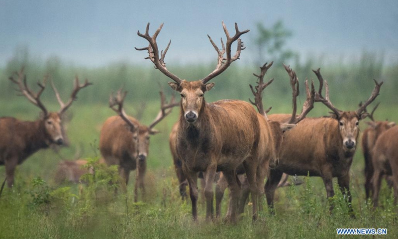 Milu deer, also known as Pere David's deer, wander at a national nature reserve in Shishou, central China's Hubei Province, May 17, 2021. The nature reserve introduced 94 milu deer in 1993, 1994 and 2002 from the Beijing Nanhaizi Milu Park and the population has grown to 2,000-strong today. Being released into the wild, milu deer have established a wild self-sustaining population in the nature reserve.(Photo: Xinhua)