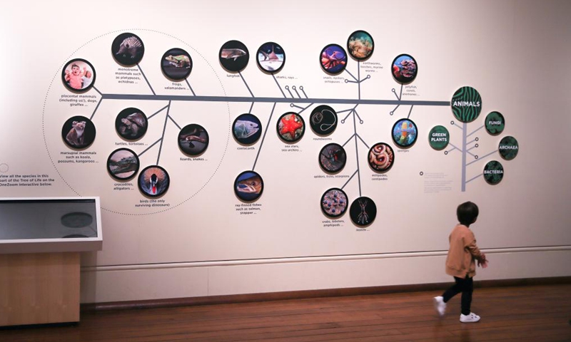 A kid visits the Australian Museum in Sydney, Australia on May 18, 2021. The Australian Museum is the oldest museum in Australia, with an international reputation in the fields of natural history and anthropology. It was first conceived and developed along the contemporary European model of an encyclopedic warehouse of cultural and natural history and features collections of vertebrate and invertebrate zoology.(Photo: Xinhua)