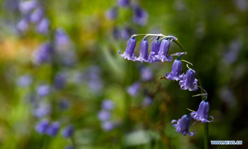 Photo taken on May 19, 2021 shows bluebells in Philipshill Wood, Buckinghamshire, Britain.(Photo: Xinhua)
