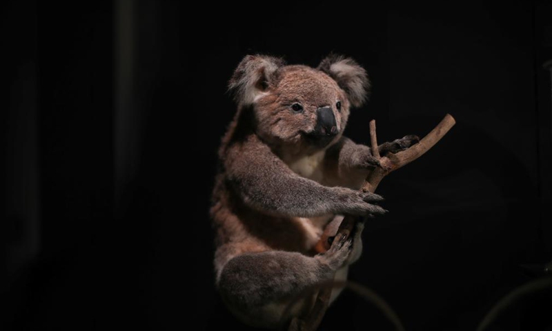 A koala specimen is seen at the Australian Museum in Sydney, Australia on May 18, 2021. The Australian Museum is the oldest museum in Australia, with an international reputation in the fields of natural history and anthropology. It was first conceived and developed along the contemporary European model of an encyclopedic warehouse of cultural and natural history and features collections of vertebrate and invertebrate zoology.(Photo: Xinhua)