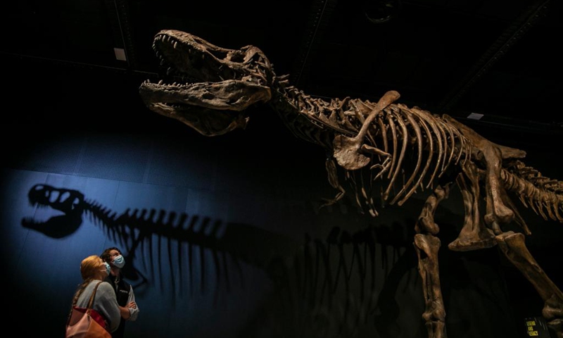 People look at a a dinosaur exhibit at the Australian Museum in Sydney, Australia on Jan. 28, 2021. The Australian Museum is the oldest museum in Australia, with an international reputation in the fields of natural history and anthropology. It was first conceived and developed along the contemporary European model of an encyclopedic warehouse of cultural and natural history and features collections of vertebrate and invertebrate zoology.(Photo: Xinhua)