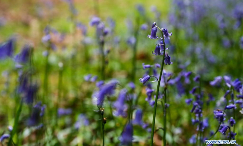 Photo taken on May 19, 2021 shows bluebells in Philipshill Wood, Buckinghamshire, Britain.(Photo: Xinhua)