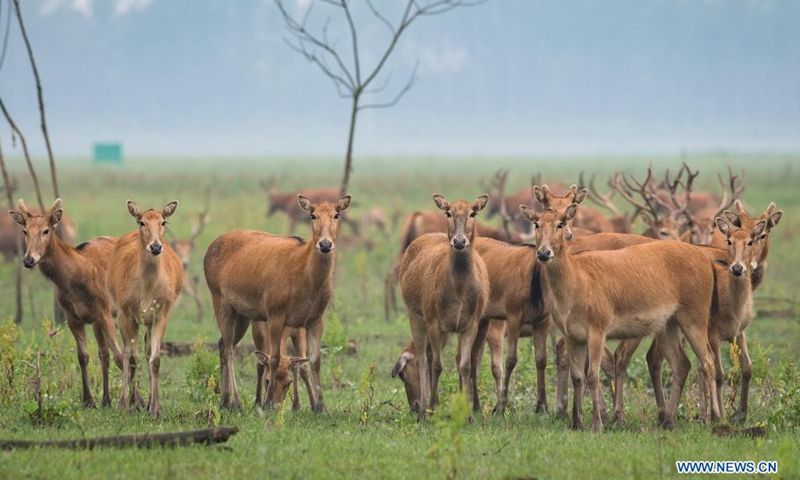 Milu deer, also known as Pere David's deer, wander at a national nature reserve in Shishou, central China's Hubei Province, May 17, 2021. The nature reserve introduced 94 milu deer in 1993, 1994 and 2002 from the Beijing Nanhaizi Milu Park and the population has grown to 2,000-strong today. Being released into the wild, milu deer have established a wild self-sustaining population in the nature reserve.(Photo: Xinhua)