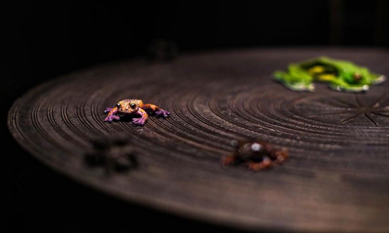 Frog specimens are seen at the Australian Museum in Sydney, Australia on May 18, 2021. The Australian Museum is the oldest museum in Australia, with an international reputation in the fields of natural history and anthropology. It was first conceived and developed along the contemporary European model of an encyclopedic warehouse of cultural and natural history and features collections of vertebrate and invertebrate zoology.(Photo: Xinhua)