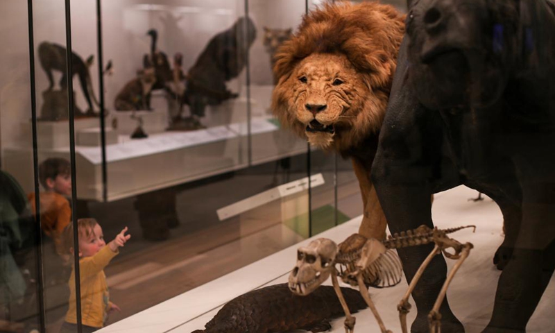 Children visit the Australian Museum in Sydney, Australia on May 18, 2021. The Australian Museum is the oldest museum in Australia, with an international reputation in the fields of natural history and anthropology. It was first conceived and developed along the contemporary European model of an encyclopedic warehouse of cultural and natural history and features collections of vertebrate and invertebrate zoology.(Photo: Xinhua)