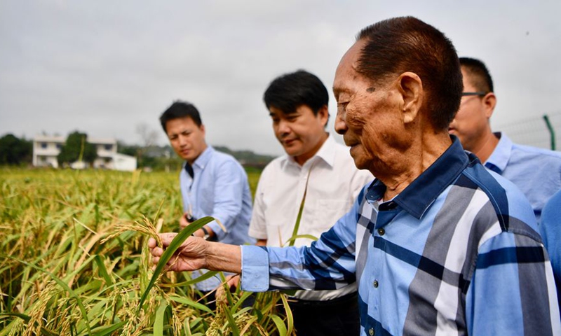 Yuan Longping, known as China's Father of Hybrid Rice, inspects the new breed in the fields in Hekou Township in Xiangtan City, central China's Hunan Province, Sept. 29, 2017. Photo:Xinhua