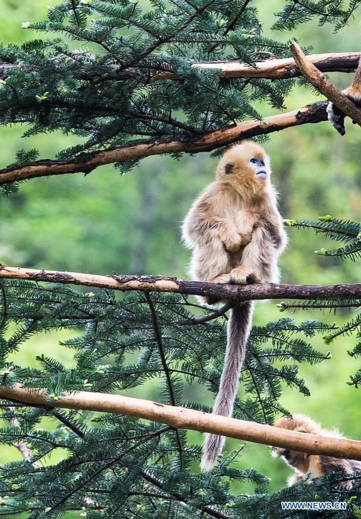 Photo taken on May 19, 2021 shows a golden monkey at Dalongtan Golden Monkey Research Center in Shennongjia National Park of central China's Hubei Province. Thanks to the efforts of local authority and the improvement of environment in the past years, the number of golden monkeys in Shennongjia has reached 1,471 nowadays.Photo: Xinhua
