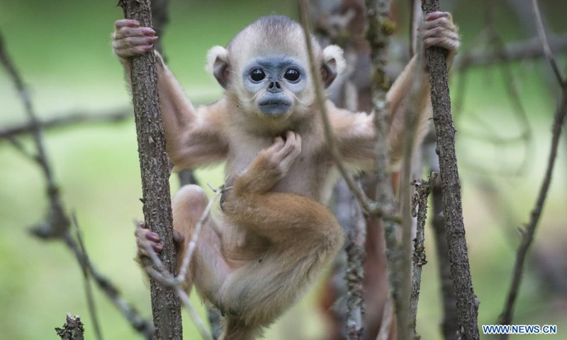 Photo taken on May 19, 2021 shows a golden monkey at Dalongtan Golden Monkey Research Center in Shennongjia National Park of central China's Hubei Province. Thanks to the efforts of local authority and the improvement of environment in the past years, the number of golden monkeys in Shennongjia has reached 1,471 nowadays.Photo: Xinhua