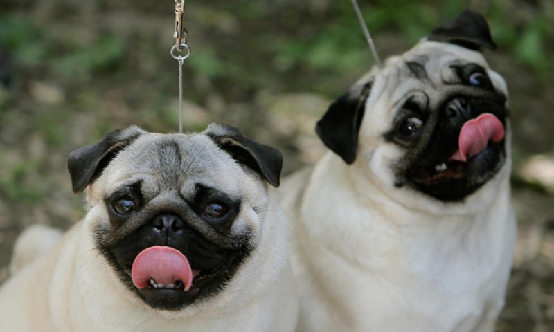 Two Pug dogs wait to compete at a dog show during the COVID-19 pandemic near Bucharest, Romania, May 23, 2021. (Photo by Cristian Cristel/Xinhua)

