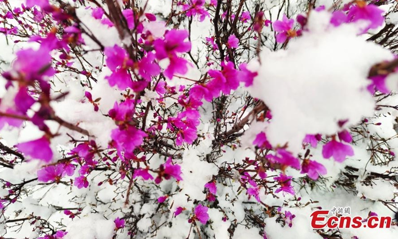 Blooming Azalea flowers are covered by snow in the Greater Khingan Mountains, north China's Inner Mongolia, creating an unseasonal summer scenery.(Photo: China News Service/Zhang Chao)
