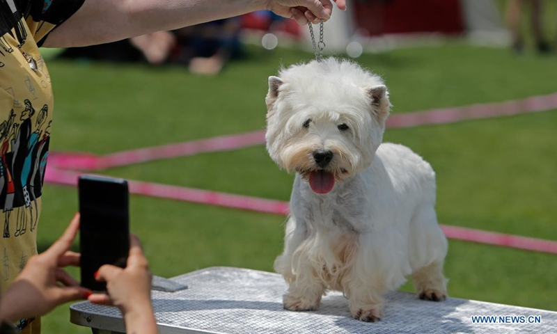 A breeder prepares her Bichon Frise to compete at a dog show during the COVID-19 pandemic near Bucharest, Romania, May 23, 2021. (Photo by Cristian Cristel/Xinhua)
