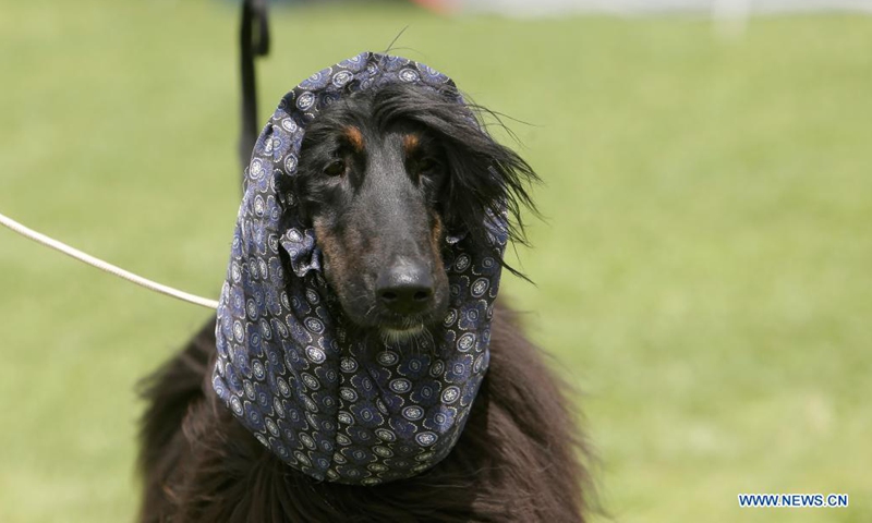An Afghan Hound dog is seen at a dog show during the COVID-19 pandemic near Bucharest, Romania, May 23, 2021. (Photo by Cristian Cristel/Xinhua) 
