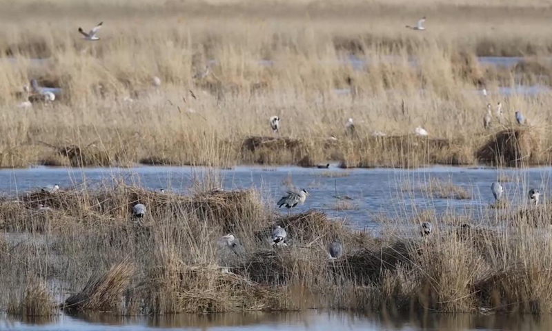 The screen shot shows migratory birds at the Hulun Lake wetland in Hulun Buir, north China's Inner Mongolia Autonomous Region, May 13, 2021.(Photo: Xinhua)