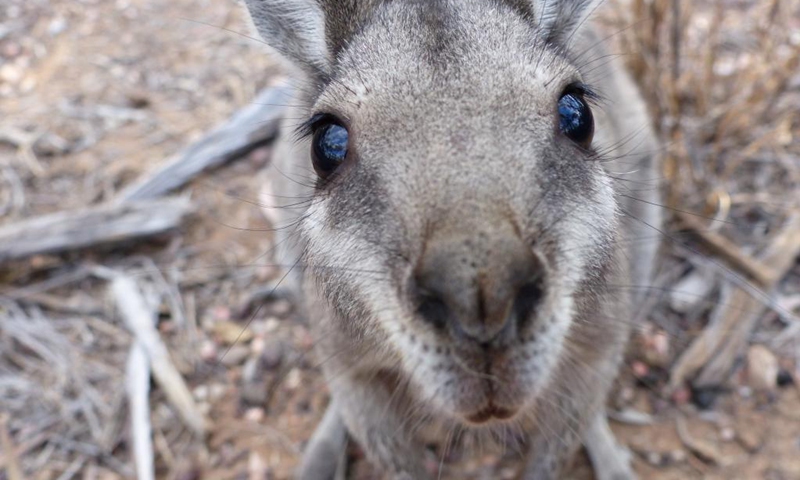 File photo taken on Sept. 26, 2018 shows a bridled nailtail wallaby at the Avocet Nature Refuge in central Queensland, Australia. A population of bridled nailtail wallabies in the Australian state of Queensland has been brought back from the brink of extinction, after conservation scientists trialled an intervention technique never before used on land-based mammals.(Photo: Xinhua)