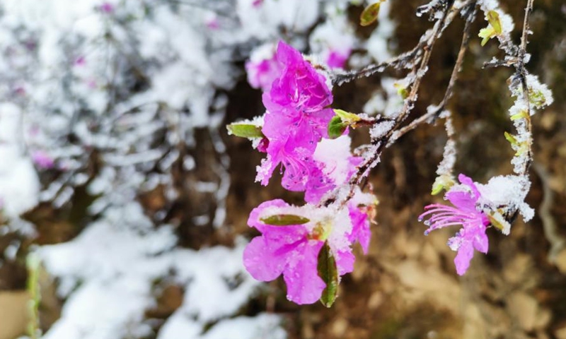 在中国北方的内蒙古大兴安岭地区，白雪覆盖着盛开的杜鹃花，营造出了非季节性的夏日风光。（照片：中国新闻社/张超）