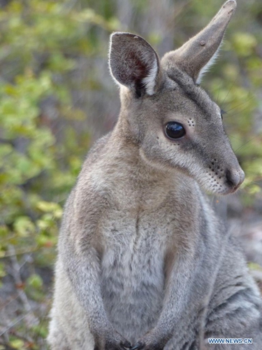 File photo taken on Sept. 26, 2018 shows a bridled nailtail wallaby at the Avocet Nature Refuge in central Queensland, Australia. A population of bridled nailtail wallabies in the Australian state of Queensland has been brought back from the brink of extinction, after conservation scientists trialled an intervention technique never before used on land-based mammals.(Photo: Xinhua)