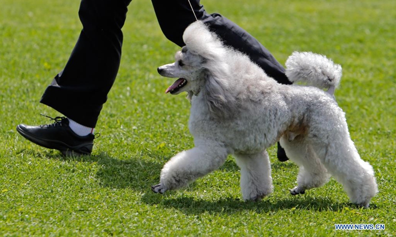 A Caniche Toy dog competes at a dog show during the COVID-19 pandemic near Bucharest, Romania, May 23, 2021. (Photo by Cristian Cristel/Xinhua)