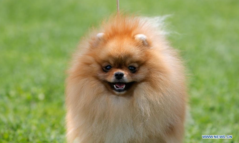 A Pomeranian dog waits to compete at a dog show during the COVID-19 pandemic near Bucharest, Romania, May 23, 2021. (Photo by Cristian Cristel/Xinhua)
