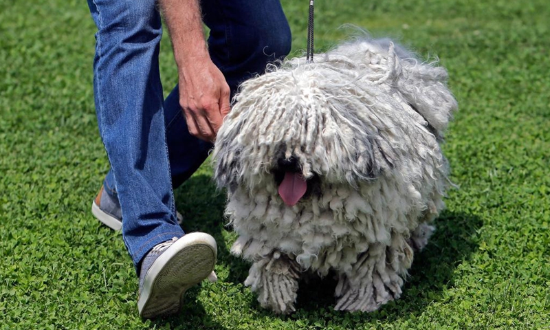 A Puli Grey dog competes at a dog show during the COVID-19 pandemic near Bucharest, Romania, May 23, 2021. (Photo by Cristian Cristel/Xinhua)

