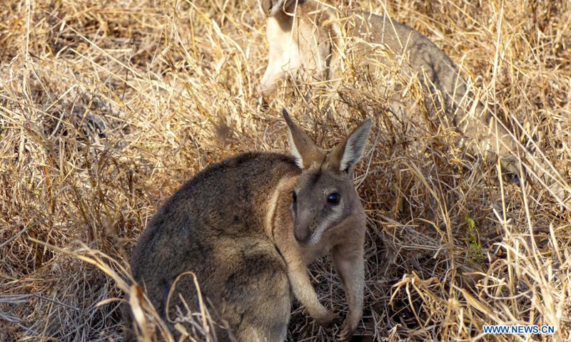File photo taken on Sept. 26, 2018 shows bridled nailtail wallabies at the Avocet Nature Refuge in central Queensland, Australia. A population of bridled nailtail wallabies in the Australian state of Queensland has been brought back from the brink of extinction, after conservation scientists trialled an intervention technique never before used on land-based mammals.(Photo: Xinhua)