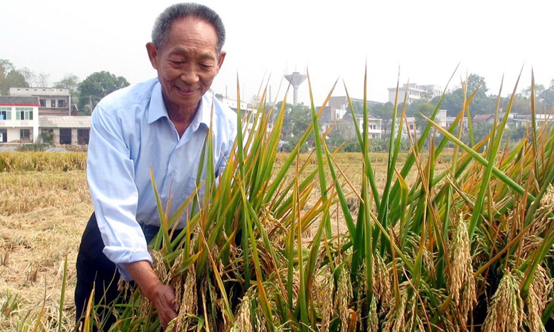 Yuan Longping appraises rice in an experimental plot of super hybrid rice in Xiangtan County, central China's Hunan Province, Oct. 9, 2003.(Photo: Xinhua)