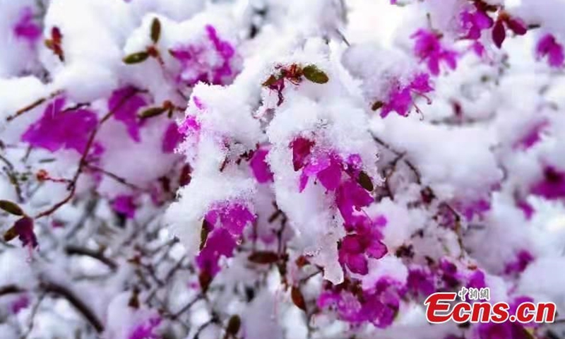Blooming Azalea flowers are covered by snow in the Greater Khingan Mountains, north China's Inner Mongolia, creating an unseasonal summer scenery.(Photo: China News Service/Zhang Chao)
