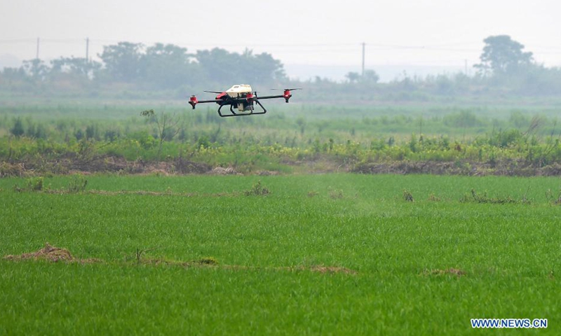 A drone is seen during crop protection works at the rice fields of Jiangxiang Township, Nanchang County, east China's Jiangxi Province, May 25, 2021. Farmers carried out crop protection works by drones to ensure the growth of 788,000 mu (about 52,533 hectares) of rice fields in Nanchang County. (Xinhua/Peng Zhaozhi)