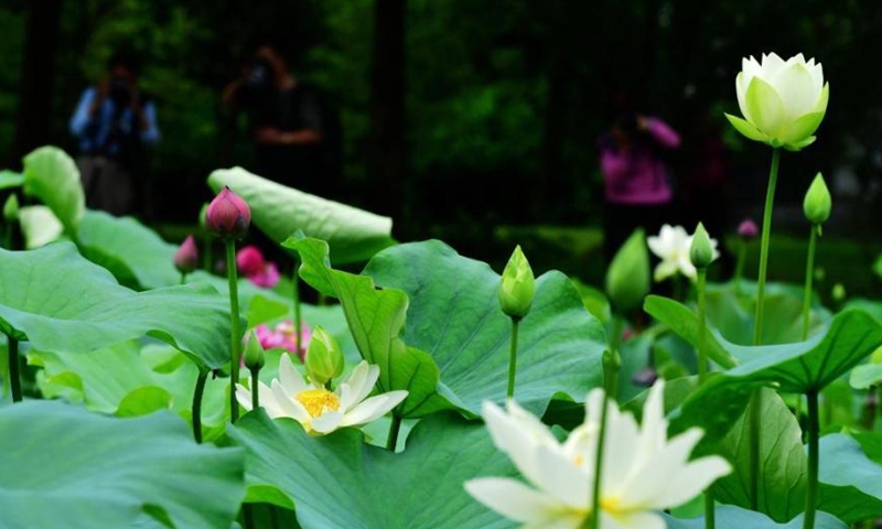 The photo captured on May 25, 2021 shows lotus flowers gradually bloom at Chating Park in Fuzhou, east China’s Fujian, since the summer arrives. (China News Service/Zhang Bin)
