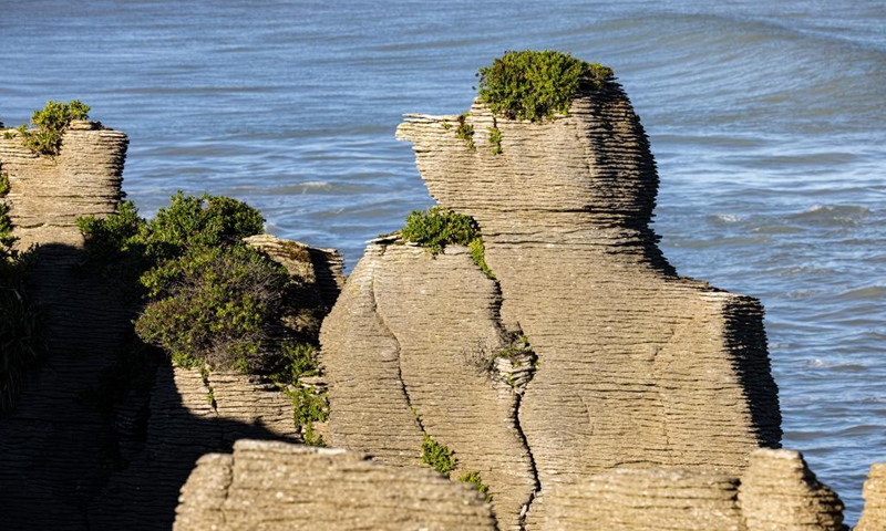 Photo taken on May 25, 2021 shows a view of the Pancake Rocks in Punakaiki on the West Coast of the South Island, New Zealand. The Pancake Rocks were formed from minute fragments of dead marine creatures and plants landed on the seabed. (Photo by Zhang Jianyong/Xinhua)
