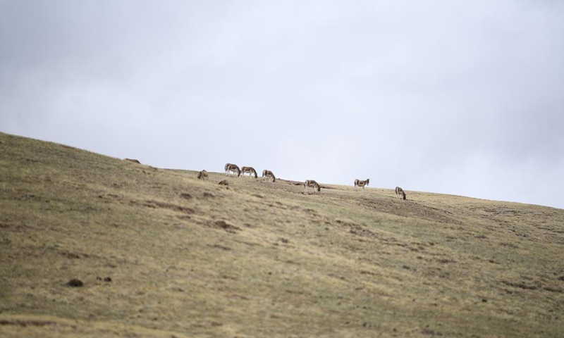 A herd of Tibetan donkeys are seen at the source of the Yellow River section of the Sanjiangyuan National Park in Golog Tibetan Autonomous Prefecture of northwest China's Qinghai Province, May 25, 2021. Sanjiangyuan, meaning the source of three rivers, is home to the headwaters of the Yangtze, Yellow and Lancang rivers. The ecological system has been steadily improving in recent years in the Sanjiangyuan National Park, making it a habitat of an increasing number of wild animals. (Xinhua/Li Zhanyi)