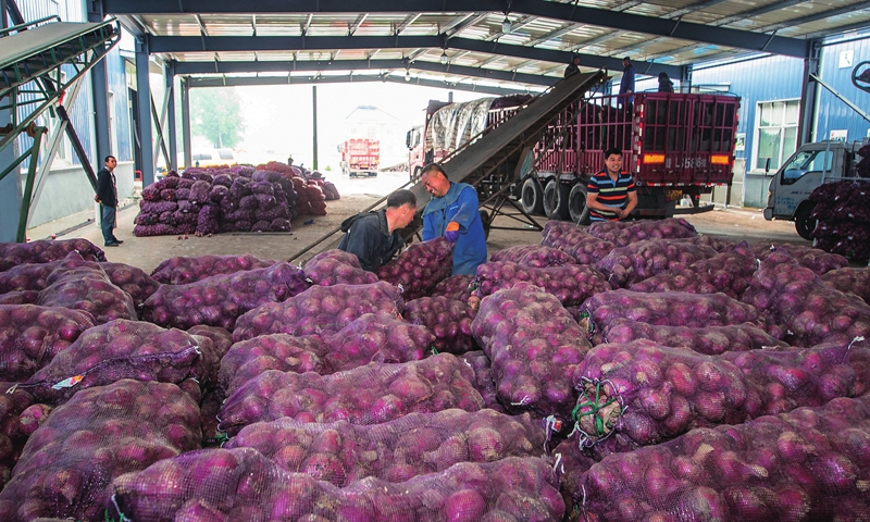 Farmers in Lianzhen village, Xinghua in East China's Jiangsu Province unload bags of red onions to be shipped to East China's Shandong Province on Wednesday. It's now the peak time for the village's red onion harvest, and local farmers are busy picking the vegetable. Photo: cnsphoto