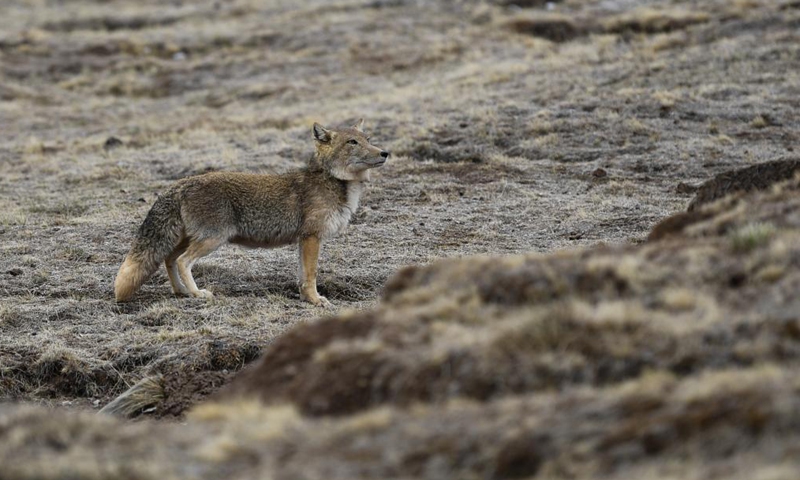 A Tibetan fox is seen at the source of the Yellow River section of the Sanjiangyuan National Park in Golog Tibetan Autonomous Prefecture of northwest China's Qinghai Province, May 25, 2021. Sanjiangyuan, meaning the source of three rivers, is home to the headwaters of the Yangtze, Yellow and Lancang rivers. The ecological system has been steadily improving in recent years in the Sanjiangyuan National Park, making it a habitat of an increasing number of wild animals. (Xinhua/Zhang Long)