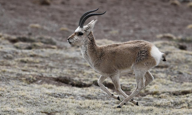 A Tibetan antelope is seen at the source of the Yellow River section of the Sanjiangyuan National Park in Golog Tibetan Autonomous Prefecture of northwest China's Qinghai Province, May 25, 2021. Sanjiangyuan, meaning the source of three rivers, is home to the headwaters of the Yangtze, Yellow and Lancang rivers. The ecological system has been steadily improving in recent years in the Sanjiangyuan National Park, making it a habitat of an increasing number of wild animals. (Xinhua/Zhang Long)