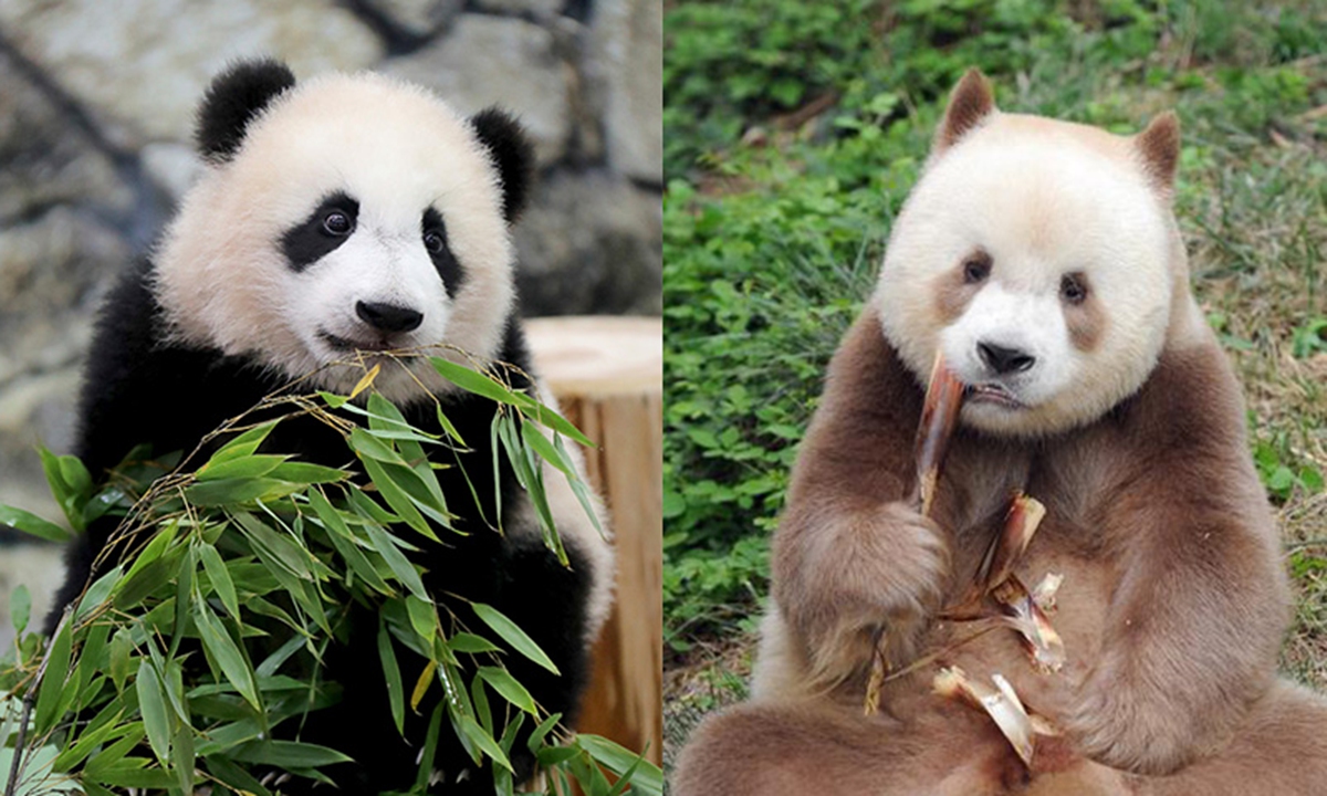 Sichuan panda (left) vs. Shaanxi panda (right). The panda found in NW China's Shaanxi Province looks more like cats with light and dark brown furs, while the more commonly-seen Sichuan pandas are more like bears with black and white furs. Photo: IC & Xinhua News Agency 