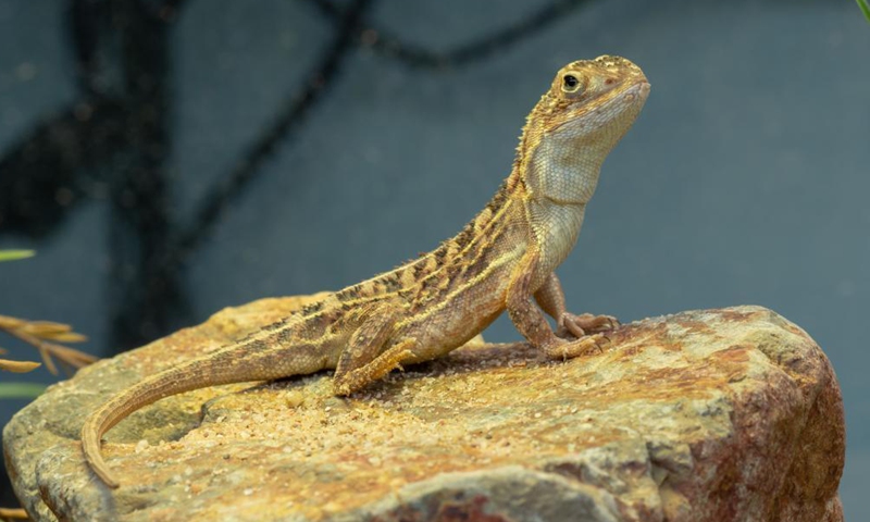 Photo provided by the Australian Capital Territory (ACT) Government on May 27, 2021 shows the endangered Grassland Earless Dragon. A breeding facility for an endangered dragon species has opened in Australia's capital. The Australian Capital Territory (ACT) Government on Thursday opened the facility for the Grassland Earless Dragon at the Tidbinbilla Nature Reserve on the outskirts of Canberra.Photo:Xinhua