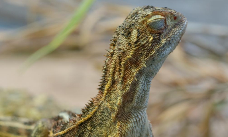 Photo provided by the Australian Capital Territory (ACT) Government on May 27, 2021 shows the endangered Grassland Earless Dragon. A breeding facility for an endangered dragon species has opened in Australia's capital. The Australian Capital Territory (ACT) Government on Thursday opened the facility for the Grassland Earless Dragon at the Tidbinbilla Nature Reserve on the outskirts of Canberra.Photo:Xinhua