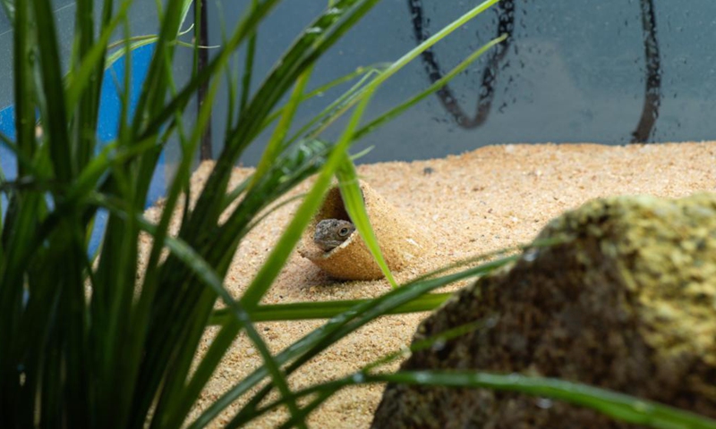 Photo provided by the Australian Capital Territory (ACT) Government on May 27, 2021 shows the endangered Grassland Earless Dragon. A breeding facility for an endangered dragon species has opened in Australia's capital. The Australian Capital Territory (ACT) Government on Thursday opened the facility for the Grassland Earless Dragon at the Tidbinbilla Nature Reserve on the outskirts of Canberra.Photo:Xinhua