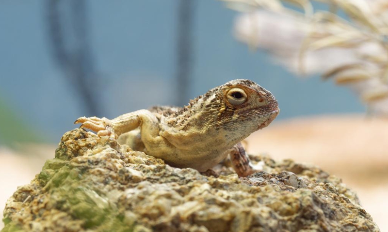 Photo provided by the Australian Capital Territory (ACT) Government on May 27, 2021 shows the endangered Grassland Earless Dragon. A breeding facility for an endangered dragon species has opened in Australia's capital. The Australian Capital Territory (ACT) Government on Thursday opened the facility for the Grassland Earless Dragon at the Tidbinbilla Nature Reserve on the outskirts of Canberra.Photo:Xinhua