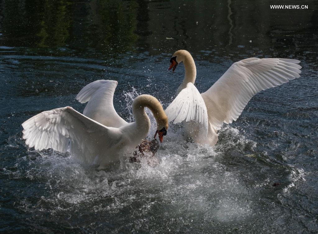 A pair of swans are seen in the sea in Saint-Laurent-du-Var, southern France, on May 27, 2021. Photo: Xinhua