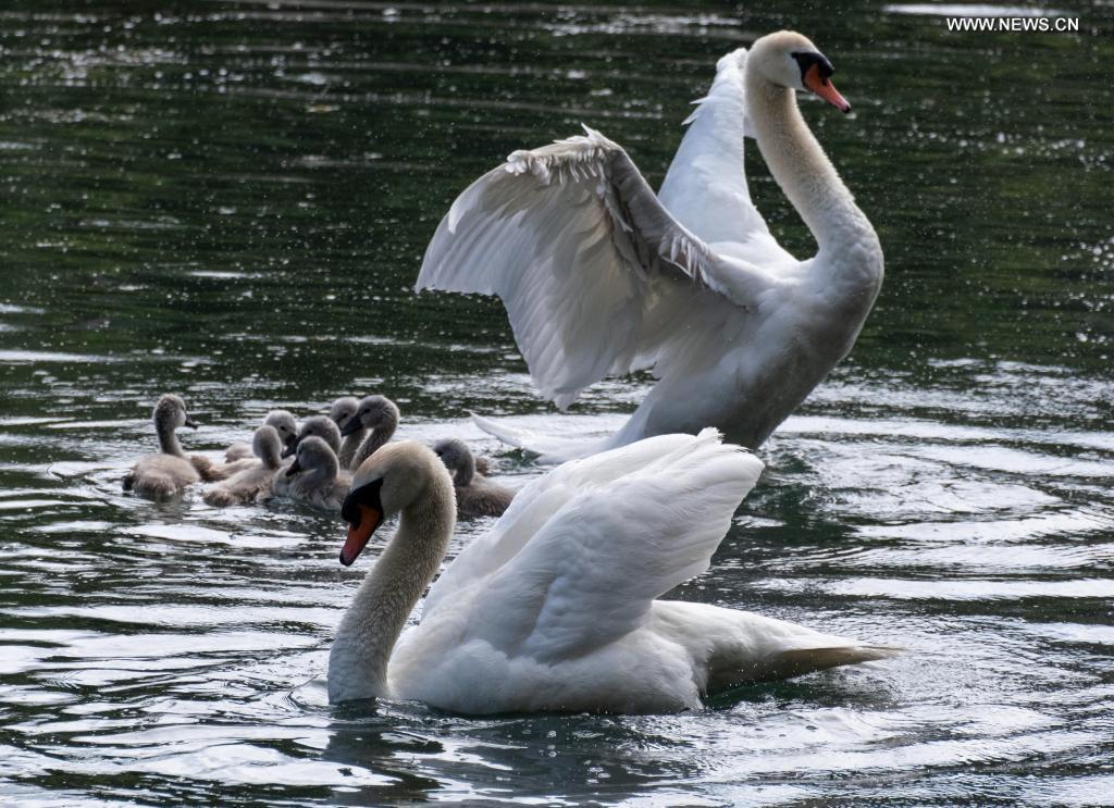 A pair of swans are seen in the sea in Saint-Laurent-du-Var, southern France, on May 27, 2021. Photo: Xinhua