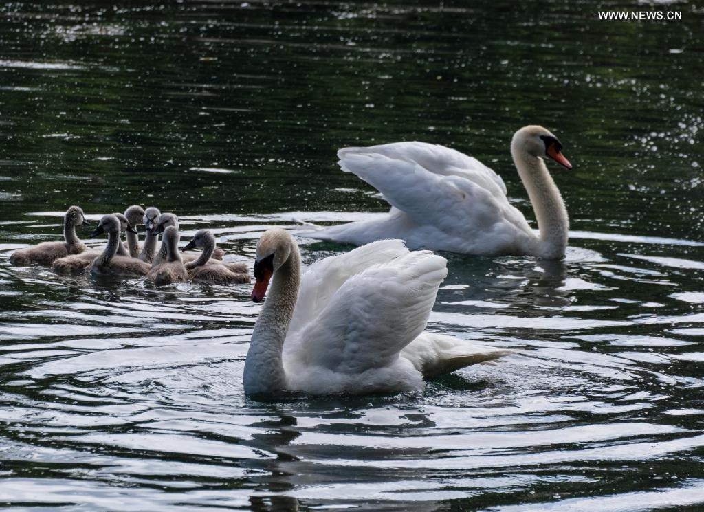 A pair of swans are seen in the sea in Saint-Laurent-du-Var, southern France, on May 27, 2021. Photo: Xinhua