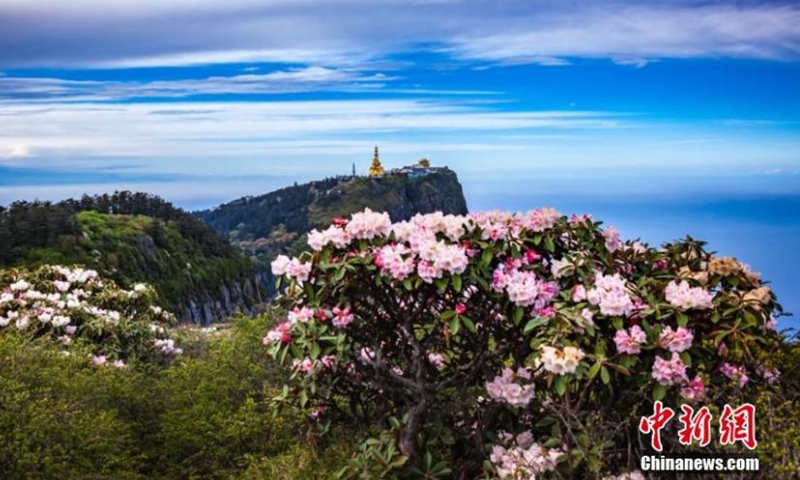 The photo taken on May 27 shows the Summit of Ten Thousand Buddhas at the highest peak of Mount Emei in southwest China's Sichuan Province. (Photo provided to China News Service) 