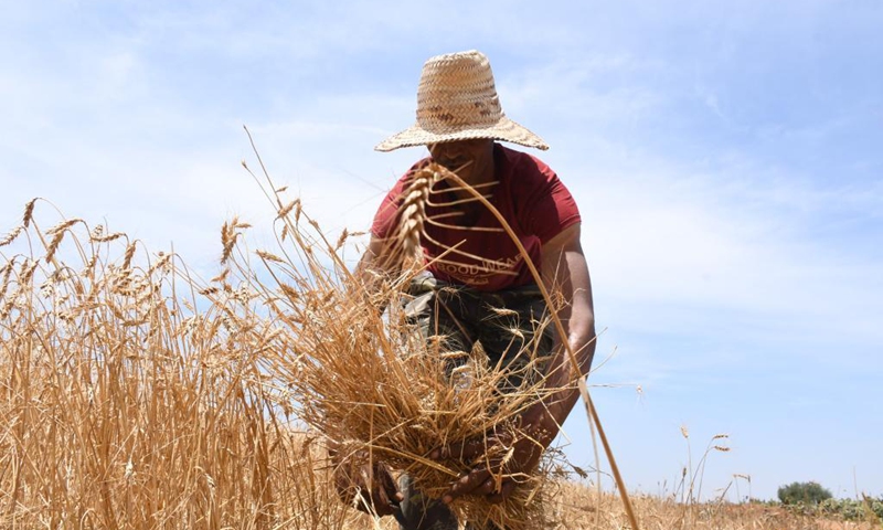 A farmer harvests wheat in Bouznika, Morocco, on May 29, 2021.Photo: Xinhua