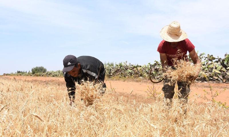 Farmers harvest wheat in Bouznika, Morocco, on May 29, 2021.Photo: Xinhua