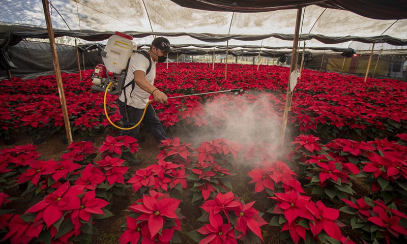 Un agricultor con una mascarilla riega flores en un invernadero en la Ciudad de México, México, 19 de noviembre de 2020 (Foto: Xinhua)